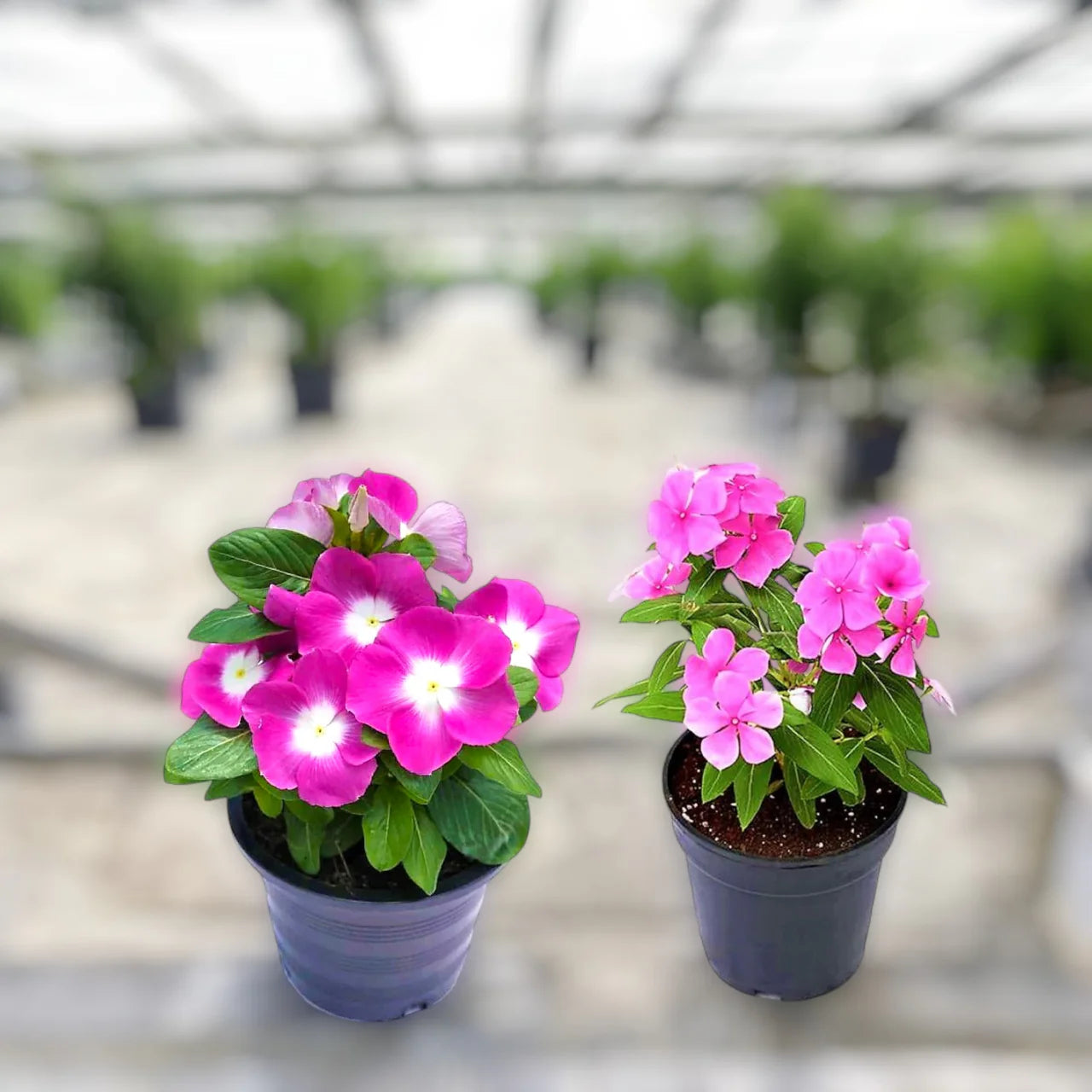 Vinca Flowers – Add Vibrancy with Colorful Blooms mix