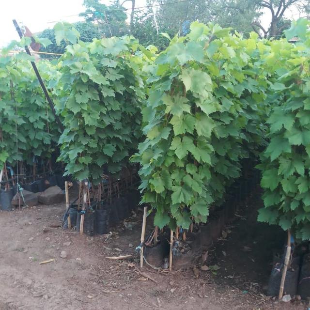 Vitis vinifera Or Grapes Vine - Mediterranean Vineyard