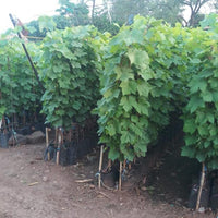 Vitis vinifera Or Grapes Vine - Mediterranean Vineyard