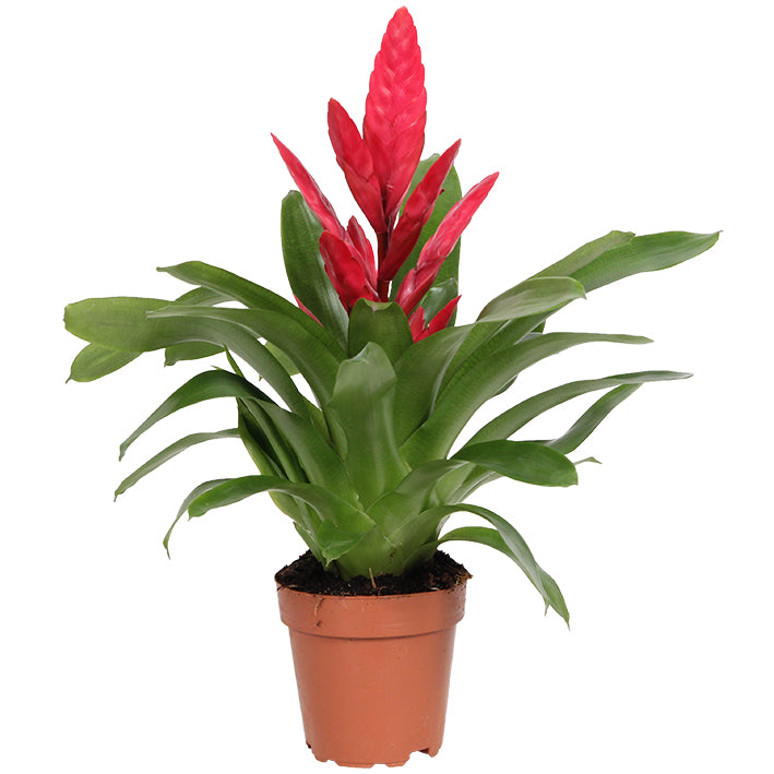 Vriesea Plant - Flaming Sword