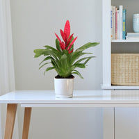 Vriesea Plant - Flaming Sword