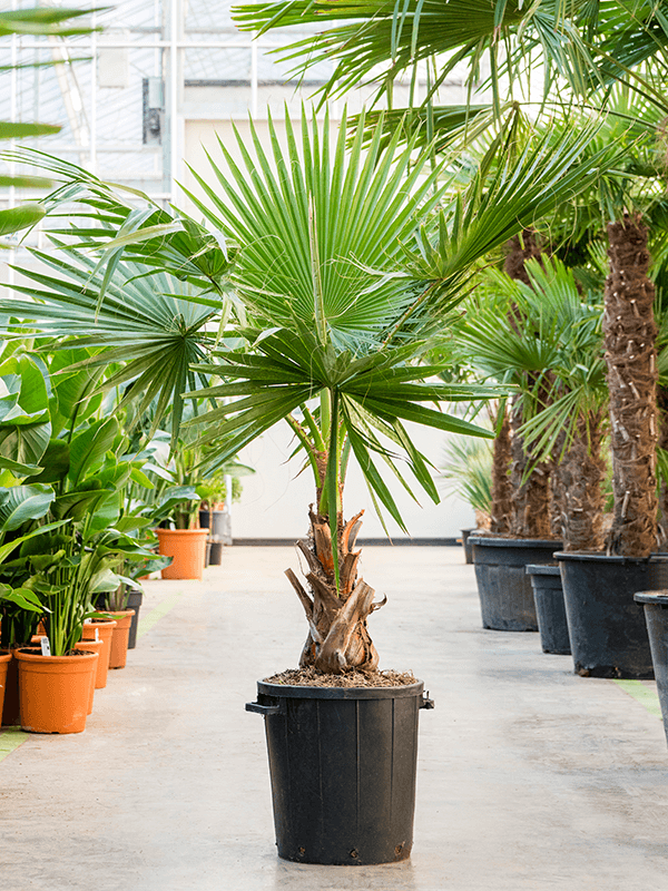Washingtonia Robusta - Mexican Fan Palm