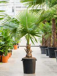 Washingtonia Robusta - Mexican Fan Palm