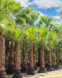 Washingtonia Robusta - Mexican Fan Palm