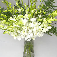White Dendrobium Orchid Arrangement