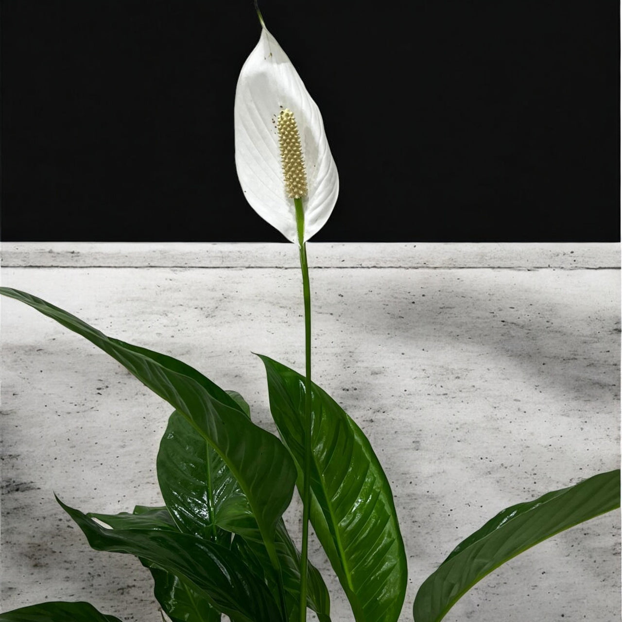 Spathiphyllum Plant - Peace Lily - White Sails - Spathe Flower