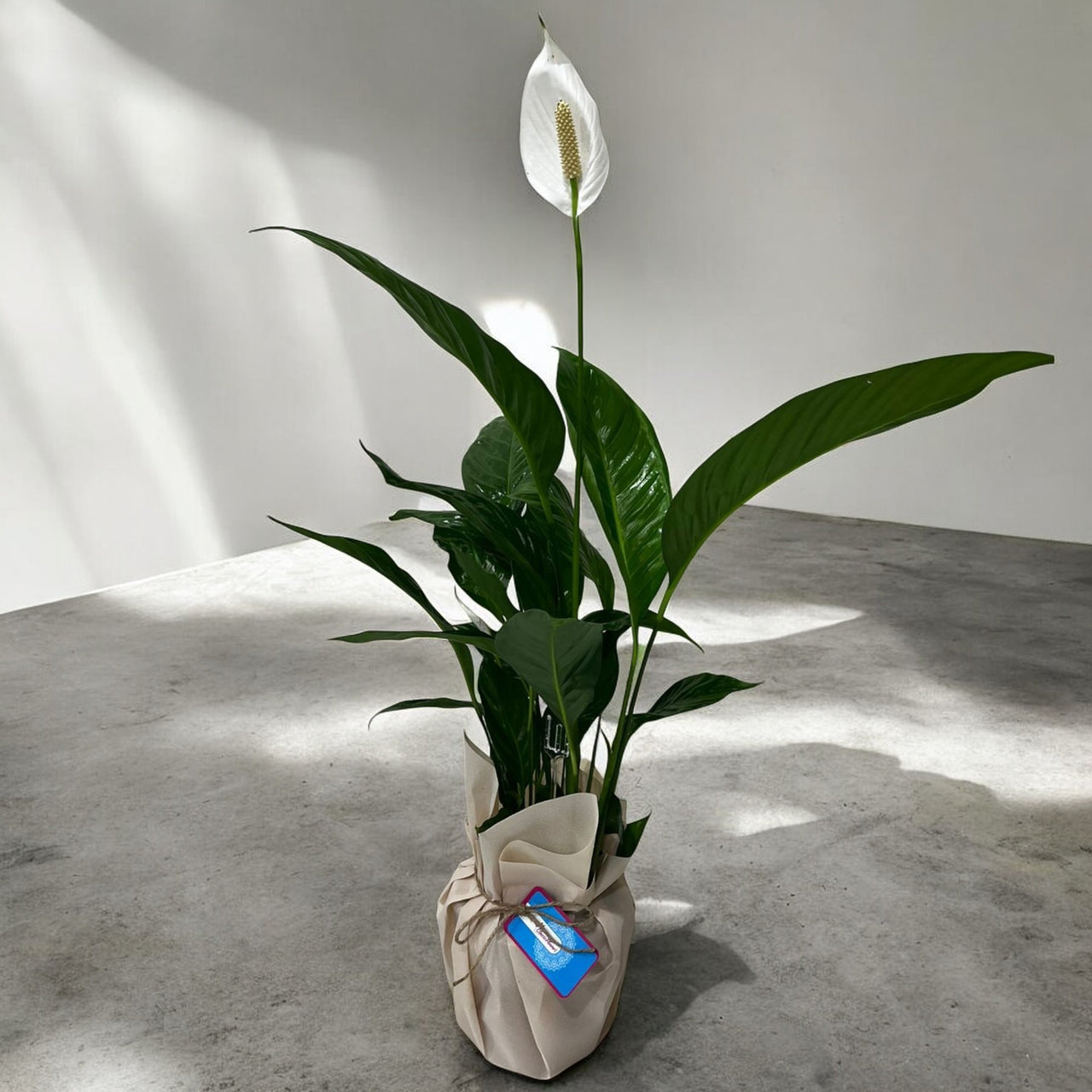 Spathiphyllum Plant - Peace Lily - White Sails - Spathe Flower