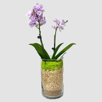 Mini Phalaenopsis arrangement in Vase