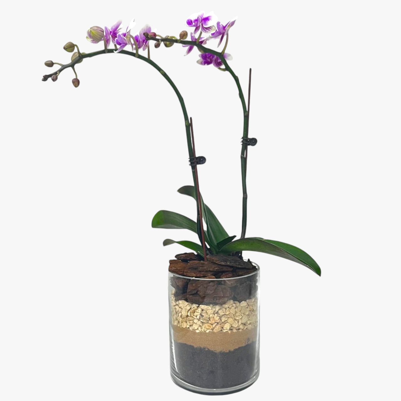 Variegated Mini Orchid in Glass Vase