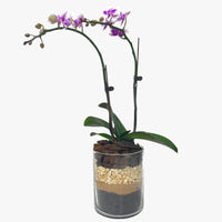 Variegated Mini Orchid in Glass Vase