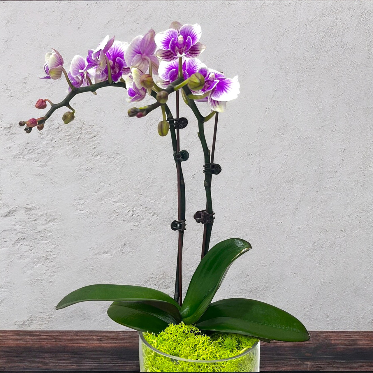 Mini Variegated Orchid Plant