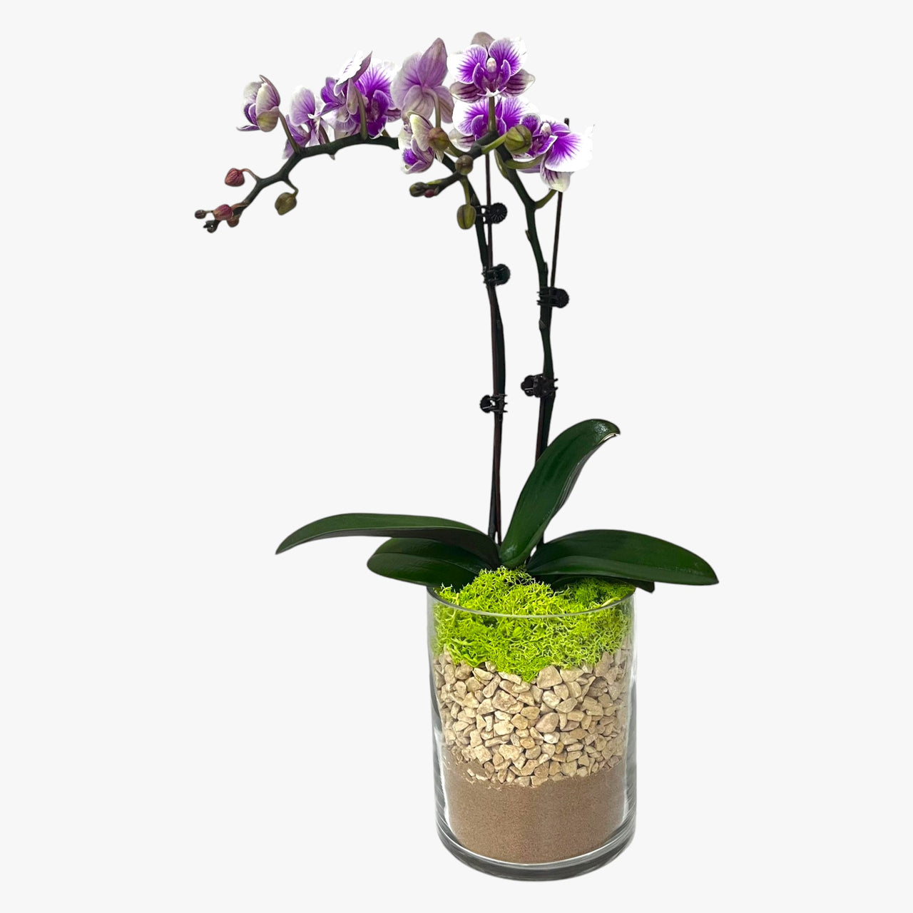 Mini Variegated Orchid Plant