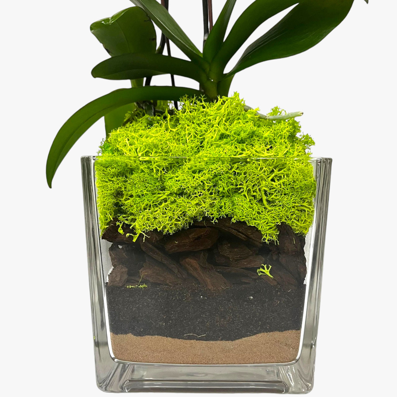 Purple Mini Orchid in Glass Vase