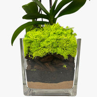 Purple Mini Orchid in Glass Vase