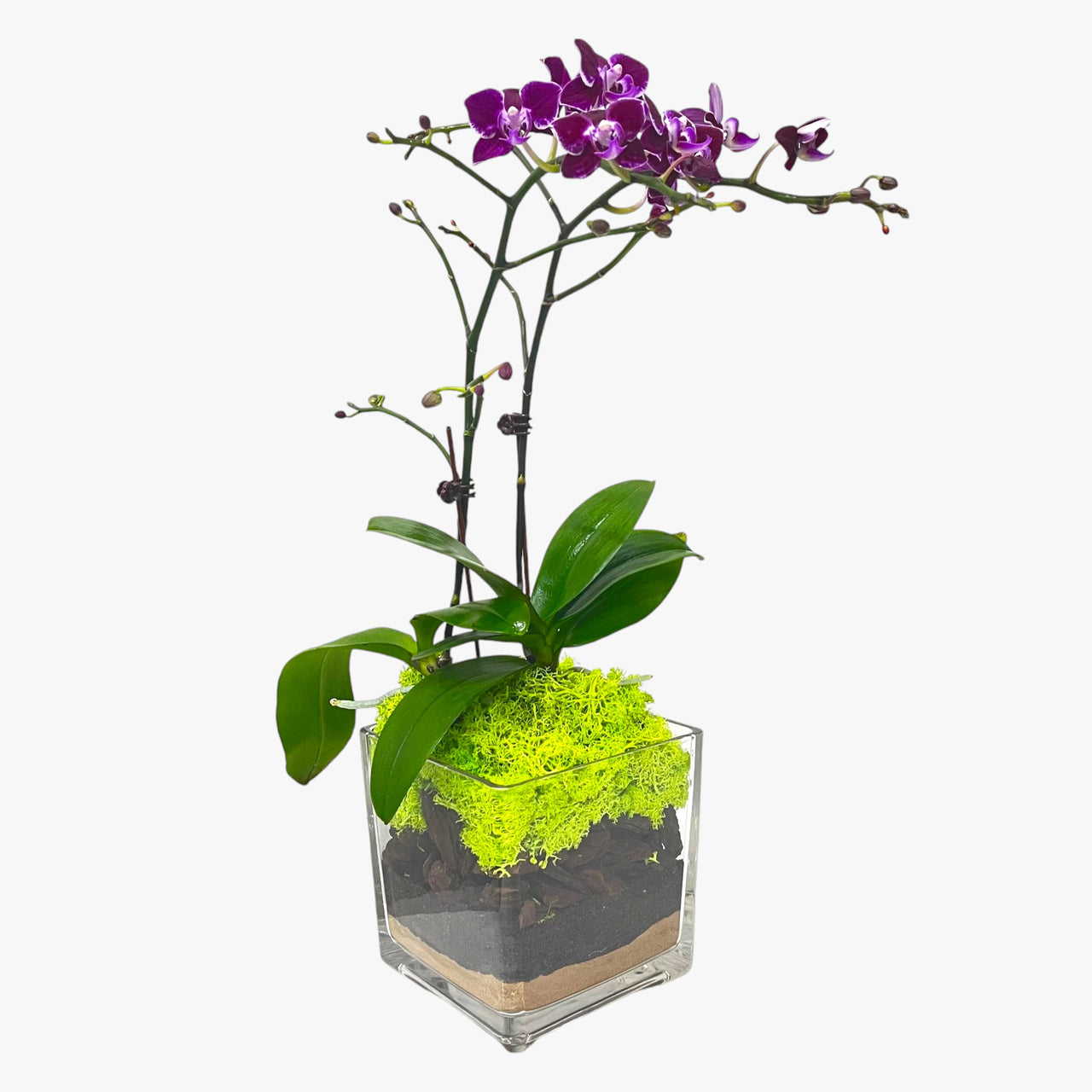 Purple Mini Orchid in Glass Vase