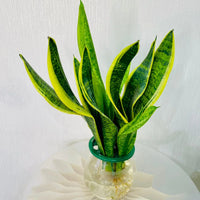 Hydroponic Snake Plant