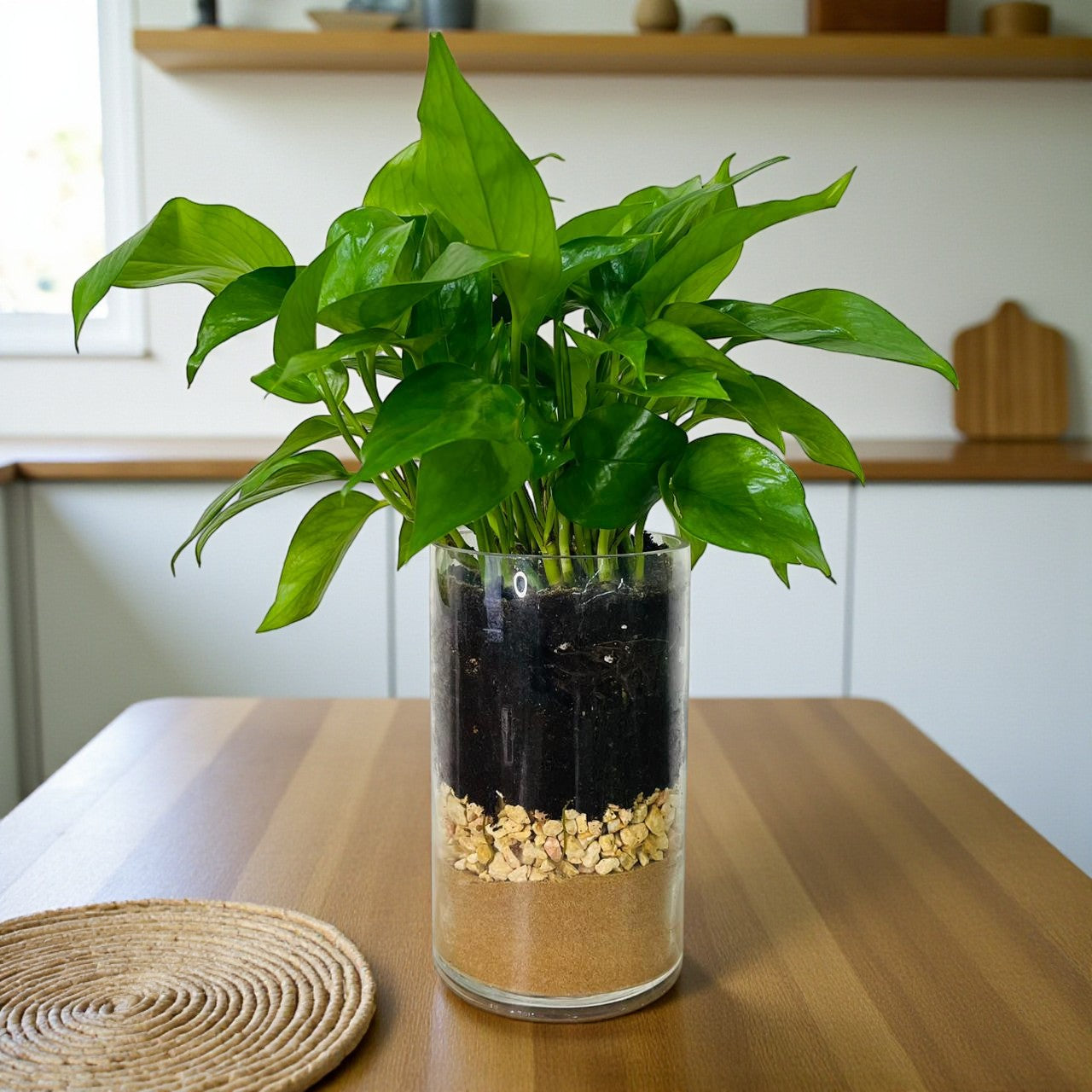 money plant in glass vase Money Plant in Glass Vase | Plant Gift Dubai