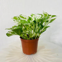 Epipremnum Plant - Pothos N' Joy