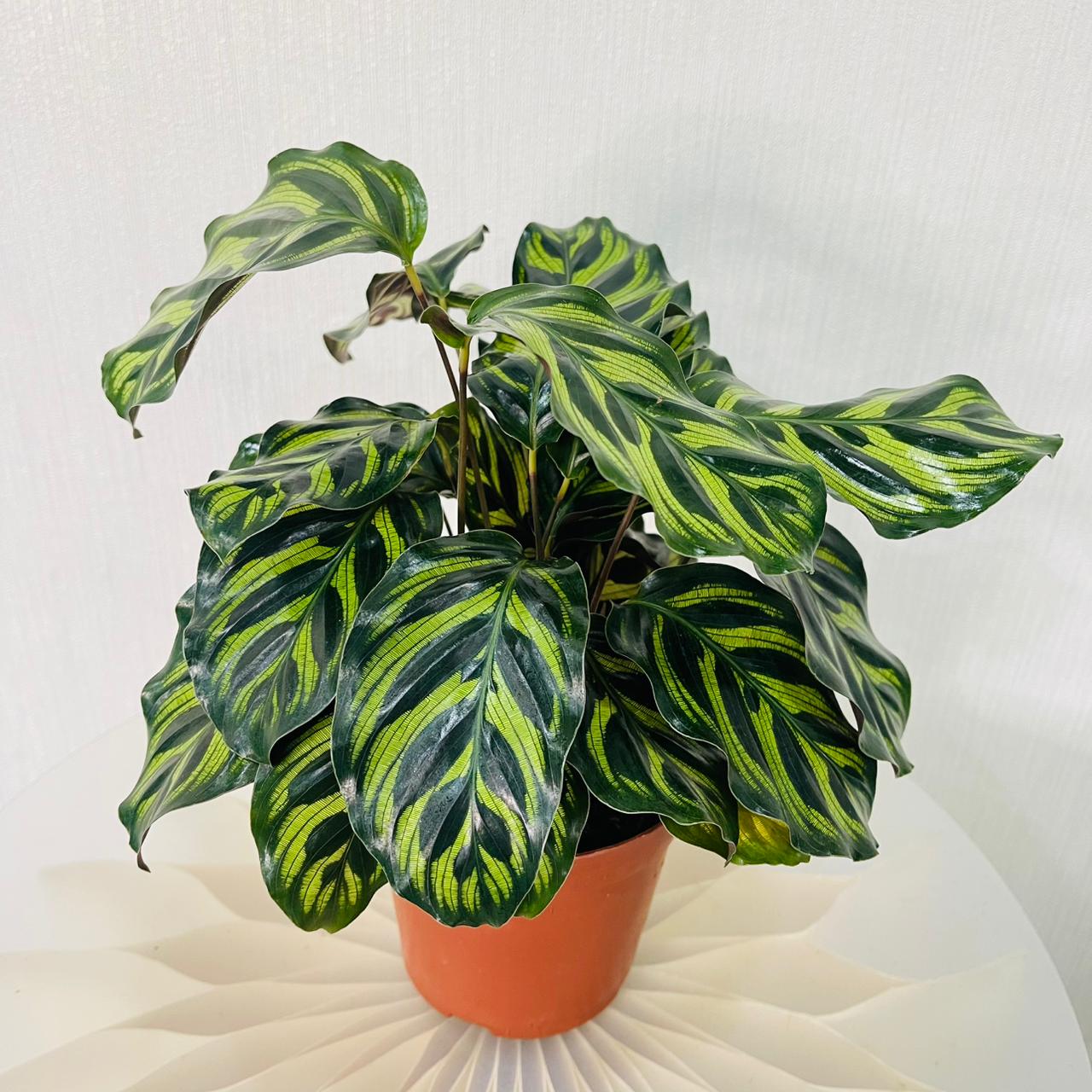 Calathea Makoyana - Peacock Plant