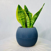 Sansevieria Trifasciata Plant - Snake Plant