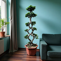 Ficus Bonsai 8 Shaped