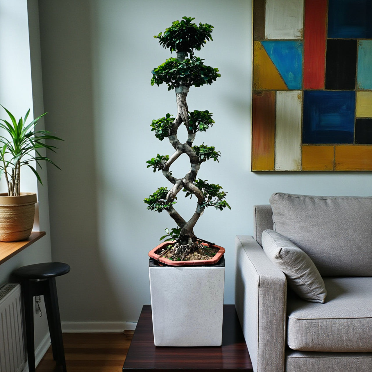 Ficus Bonsai 8 Shaped