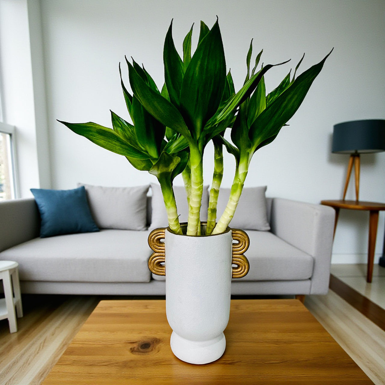 Tiger Lucky Bamboo in Ceramic Vase