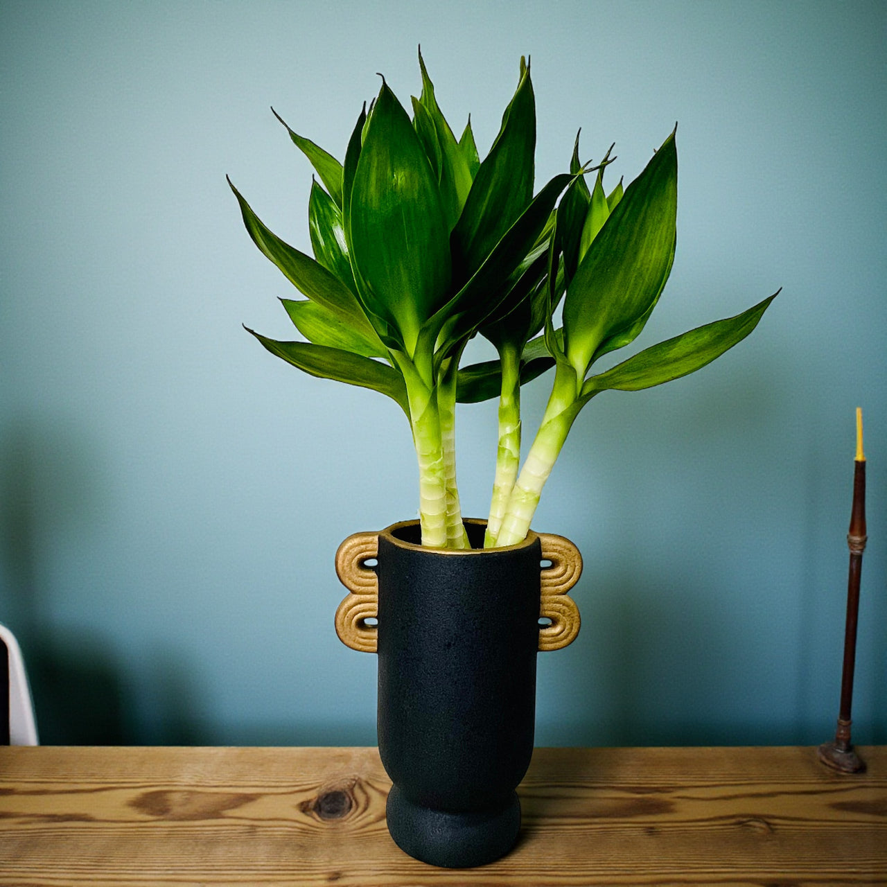 Tiger Lucky Bamboo in Ceramic Vase