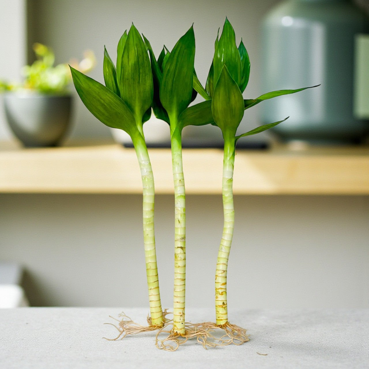 lucky bamboo dubai Tiger Lucky Bamboo | Buy lucky bamboo Dubai