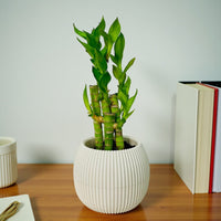 5 Lucky Bamboo in Plastic Pot