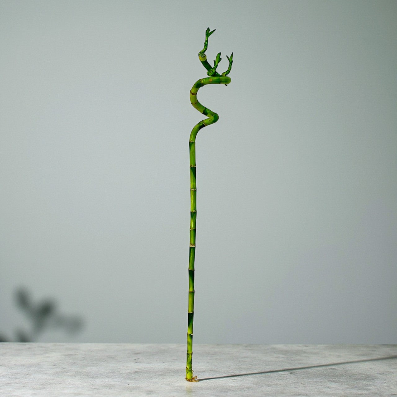 Spiral Lucky Bamboo