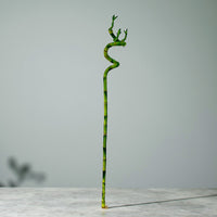 Spiral Lucky Bamboo
