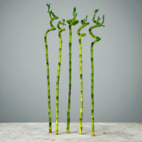 Spiral Lucky Bamboo