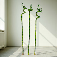 Spiral Lucky Bamboo