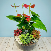 Table Top Dish Garden