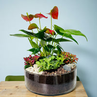 Table Top Dish Garden