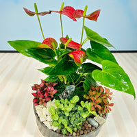 Table Top Dish Garden