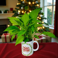Money Plant in Christmas Mug