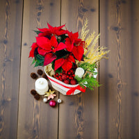Christmas - Poinsettia Plant arrangement