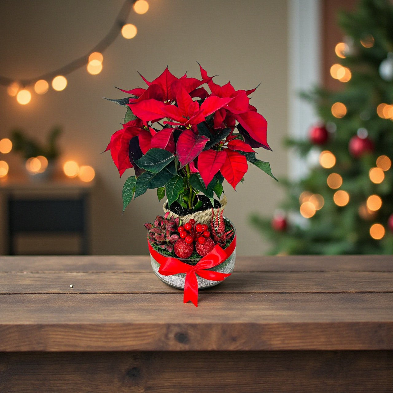 Christmas - Poinsettia Dish Garden
