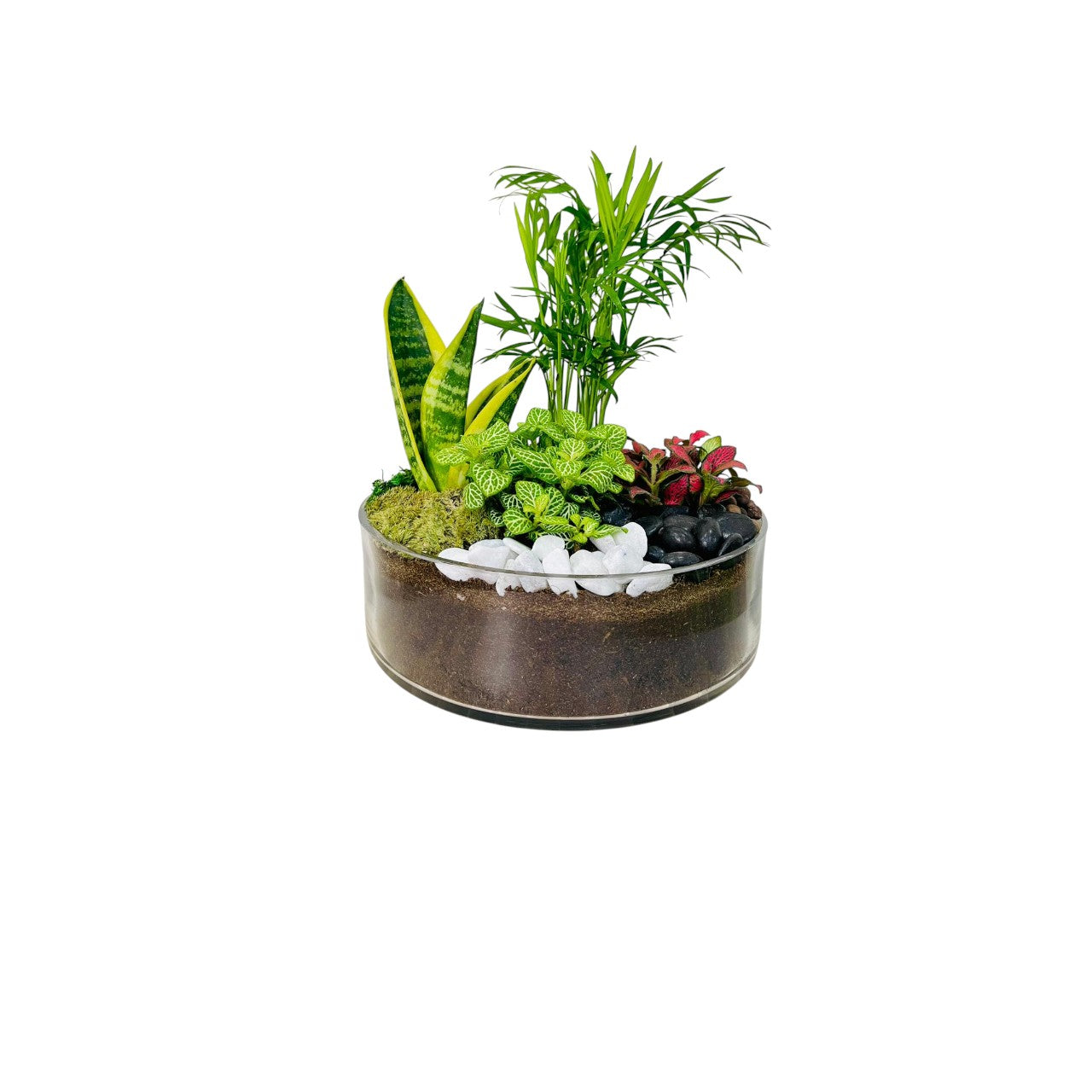 Air purifying Dish Garden