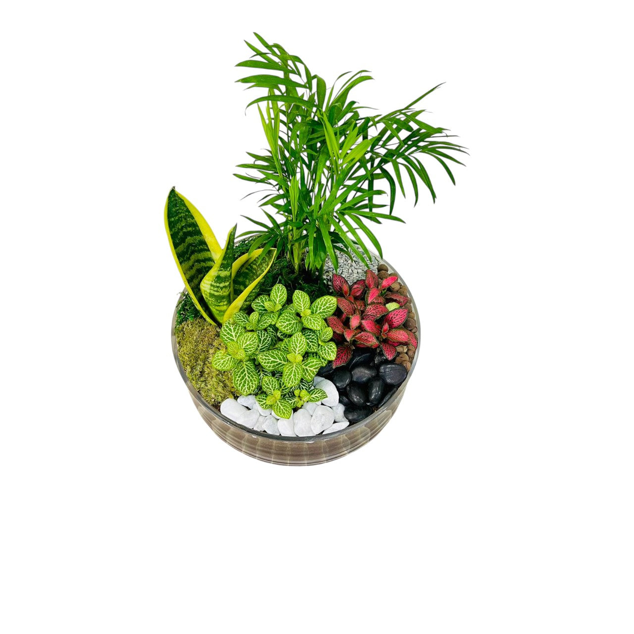 Air purifying Dish Garden