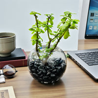 Jade Plant In Glass Bowl