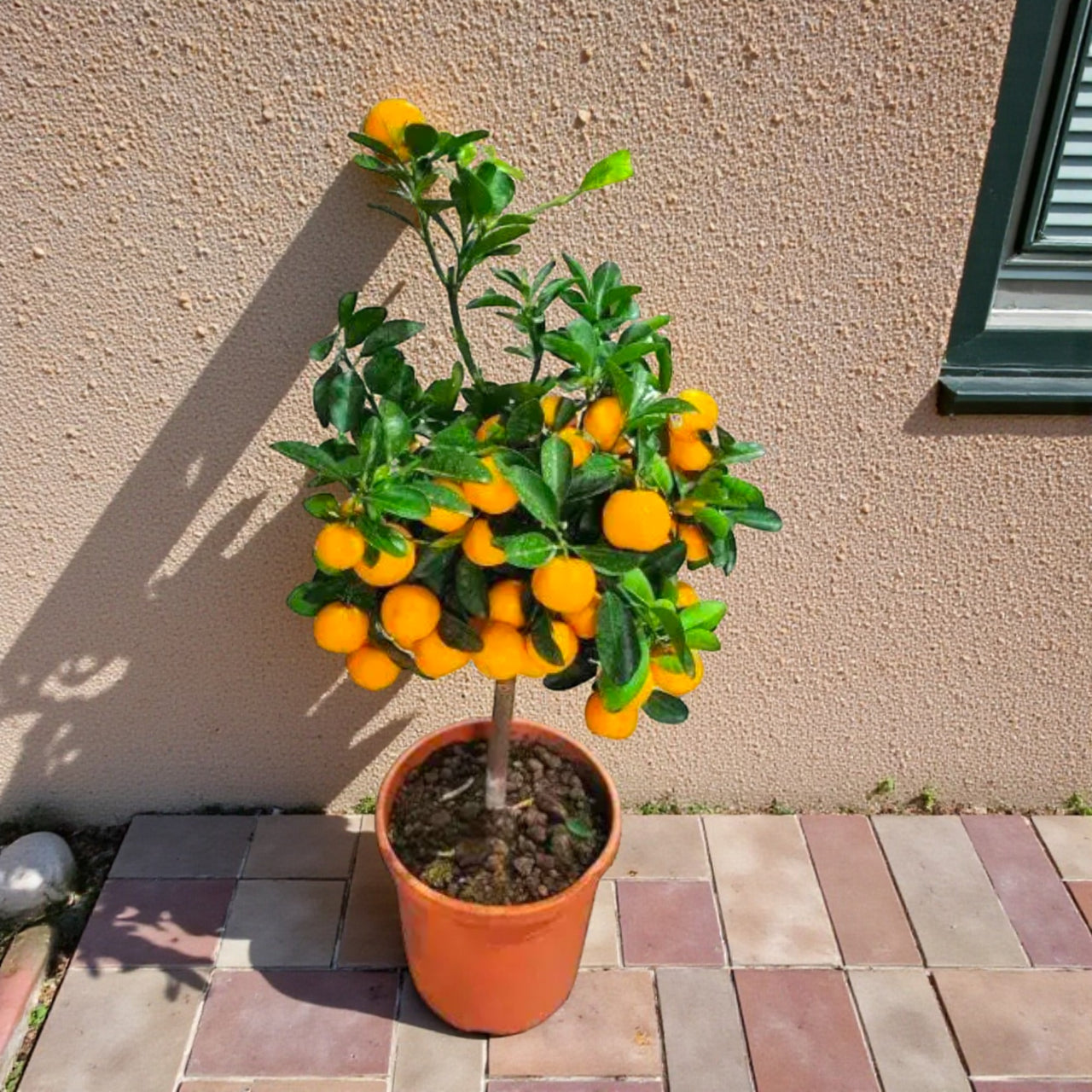 Citrus Mandarin Tree