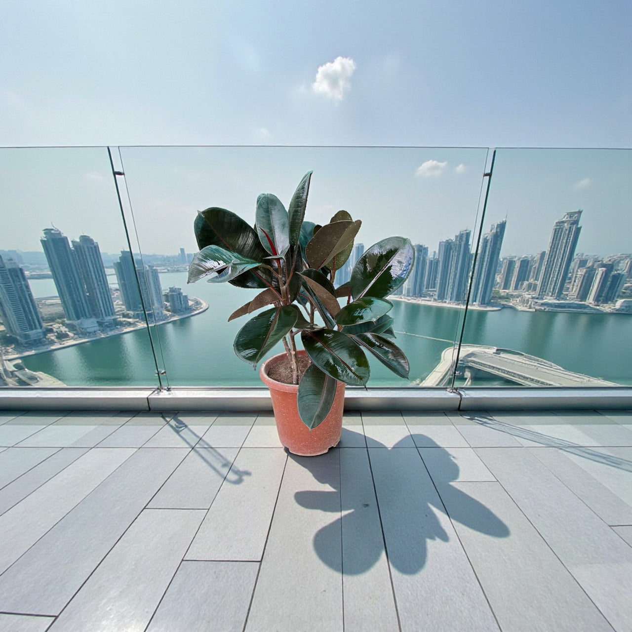 Ficus Elastica  – India Rubber Tree