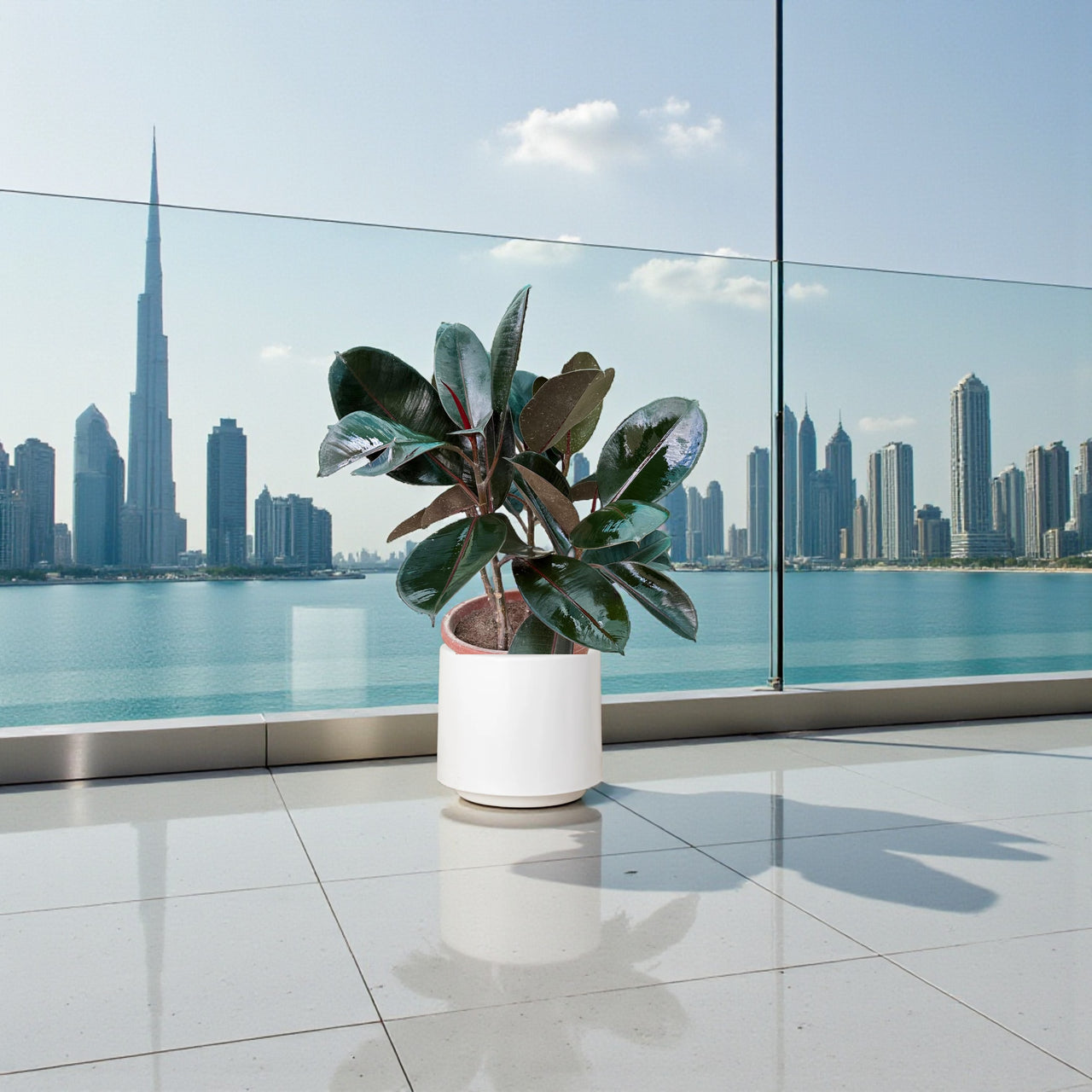 Ficus Elastica  – India Rubber Tree