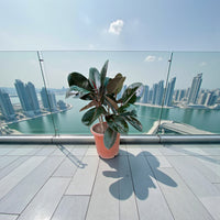 Ficus Elastica  – India Rubber Tree