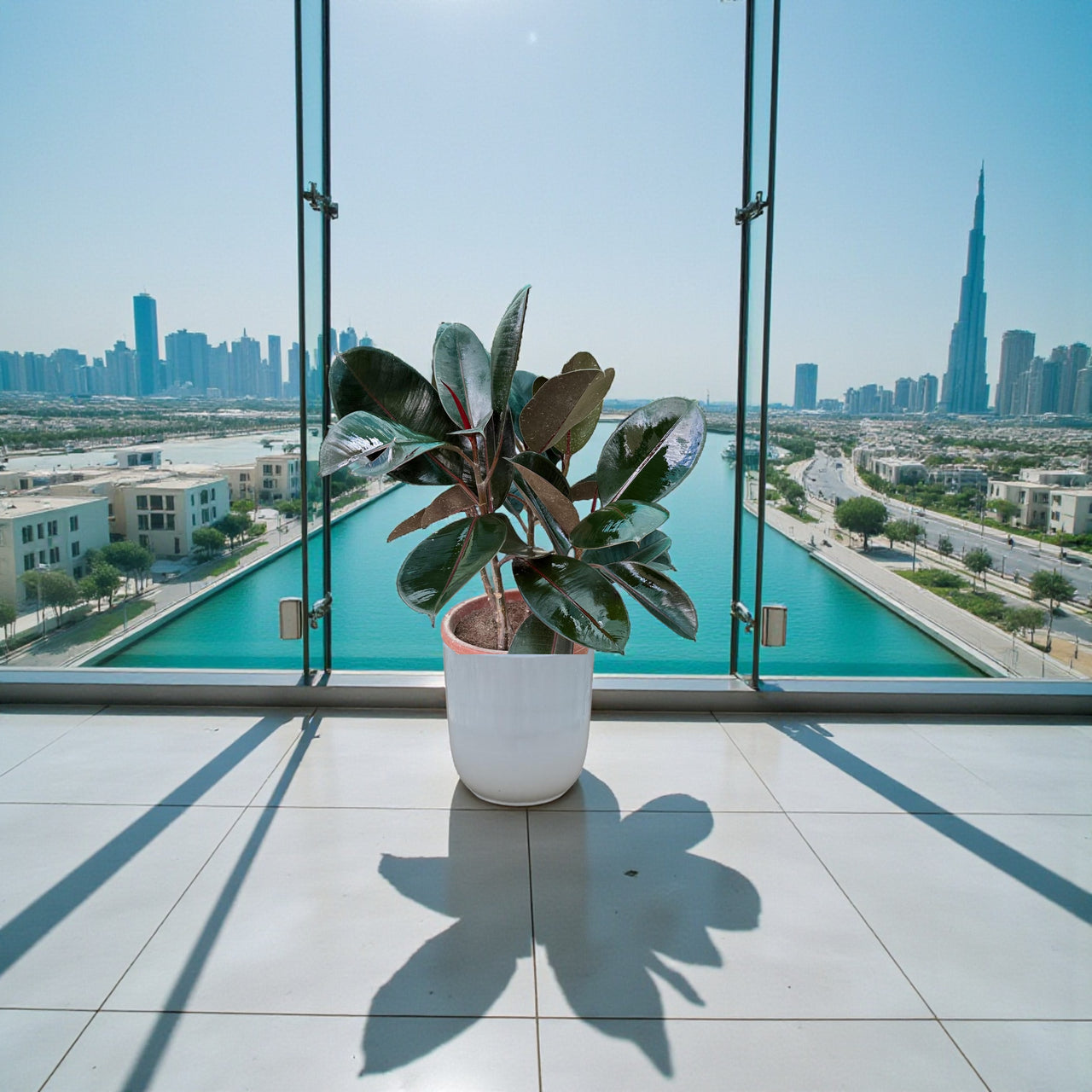 Ficus Elastica  – India Rubber Tree