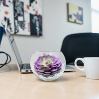 Echeveria Succulent – Purple Colored