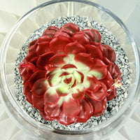 Echeveria Succulent – Red Colored